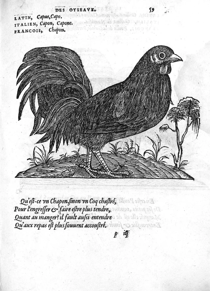 An illustration from Portraicts d'oyseaux, animaux, serpens, herbes, arbres, hommes et femmes d'Arabie & d'Egypte, observez par P. Belon du Mans...est adjoutée une carte du Mont Athos , & du Mont Sinay, 1618, leaf 136