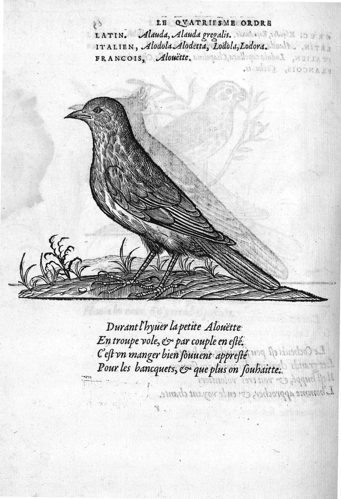 An illustration from Portraicts d'oyseaux, animaux, serpens, herbes, arbres, hommes et femmes d'Arabie & d'Egypte, observez par P. Belon du Mans...est adjoutée une carte du Mont Athos , & du Mont Sinay, 1618, leaf 149