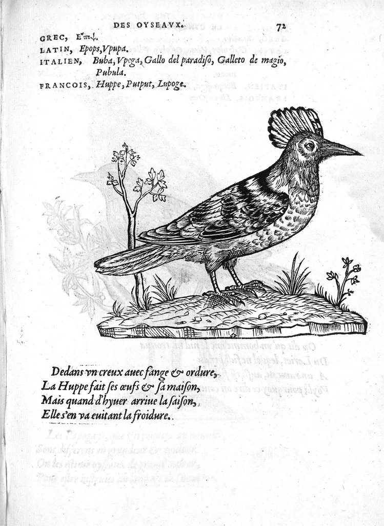 An illustration from Portraicts d'oyseaux, animaux, serpens, herbes, arbres, hommes et femmes d'Arabie & d'Egypte, observez par P. Belon du Mans...est adjoutée une carte du Mont Athos , & du Mont Sinay, 1618, leaf 162