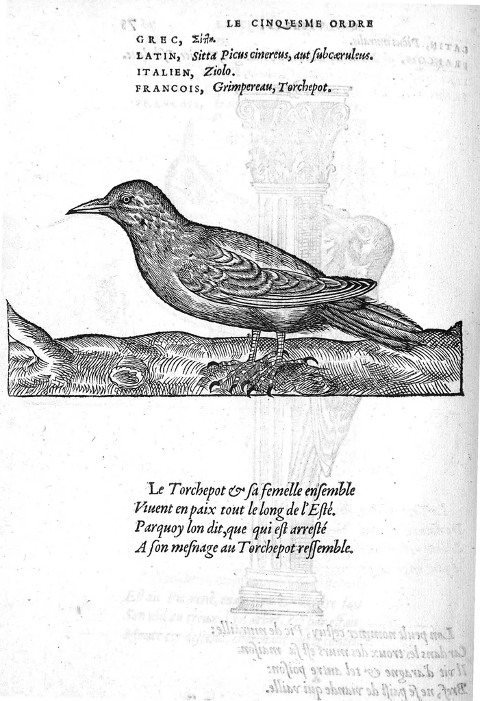 An illustration from Portraicts d'oyseaux, animaux, serpens, herbes, arbres, hommes et femmes d'Arabie & d'Egypte, observez par P. Belon du Mans...est adjoutée une carte du Mont Athos , & du Mont Sinay, 1618, leaf 169