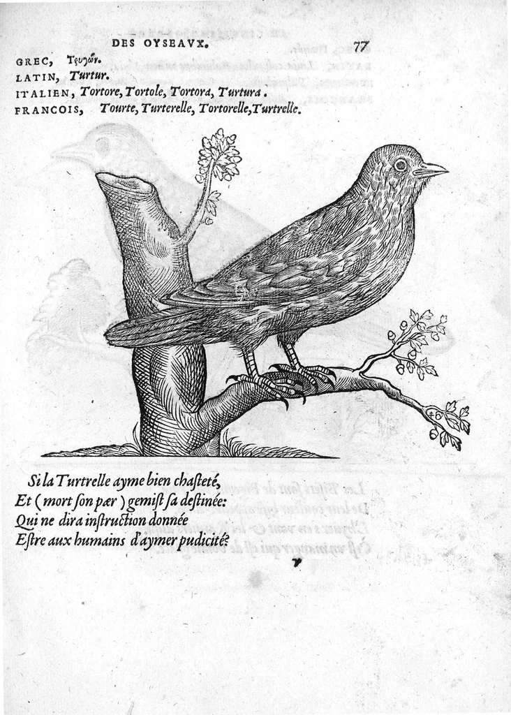An illustration from Portraicts d'oyseaux, animaux, serpens, herbes, arbres, hommes et femmes d'Arabie & d'Egypte, observez par P. Belon du Mans...est adjoutée une carte du Mont Athos , & du Mont Sinay, 1618, leaf 172