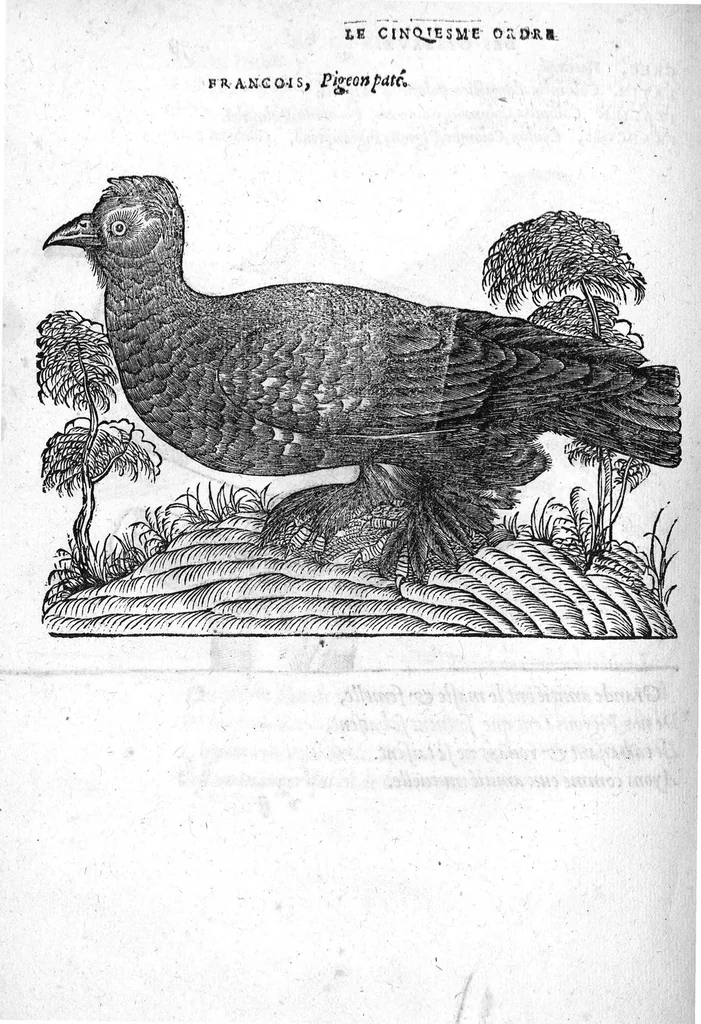An illustration from Portraicts d'oyseaux, animaux, serpens, herbes, arbres, hommes et femmes d'Arabie & d'Egypte, observez par P. Belon du Mans...est adjoutée une carte du Mont Athos , & du Mont Sinay, 1618, leaf 175