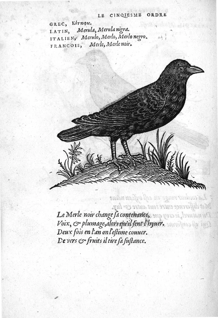 An illustration from Portraicts d'oyseaux, animaux, serpens, herbes, arbres, hommes et femmes d'Arabie & d'Egypte, observez par P. Belon du Mans...est adjoutée une carte du Mont Athos , & du Mont Sinay, 1618, leaf 179