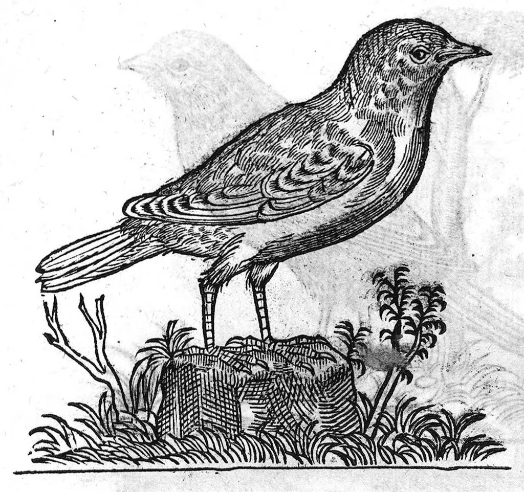 An illustration from Portraicts d'oyseaux, animaux, serpens, herbes, arbres, hommes et femmes d'Arabie & d'Egypte, observez par P. Belon du Mans...est adjoutée une carte du Mont Athos , & du Mont Sinay, 1618, leaf 188