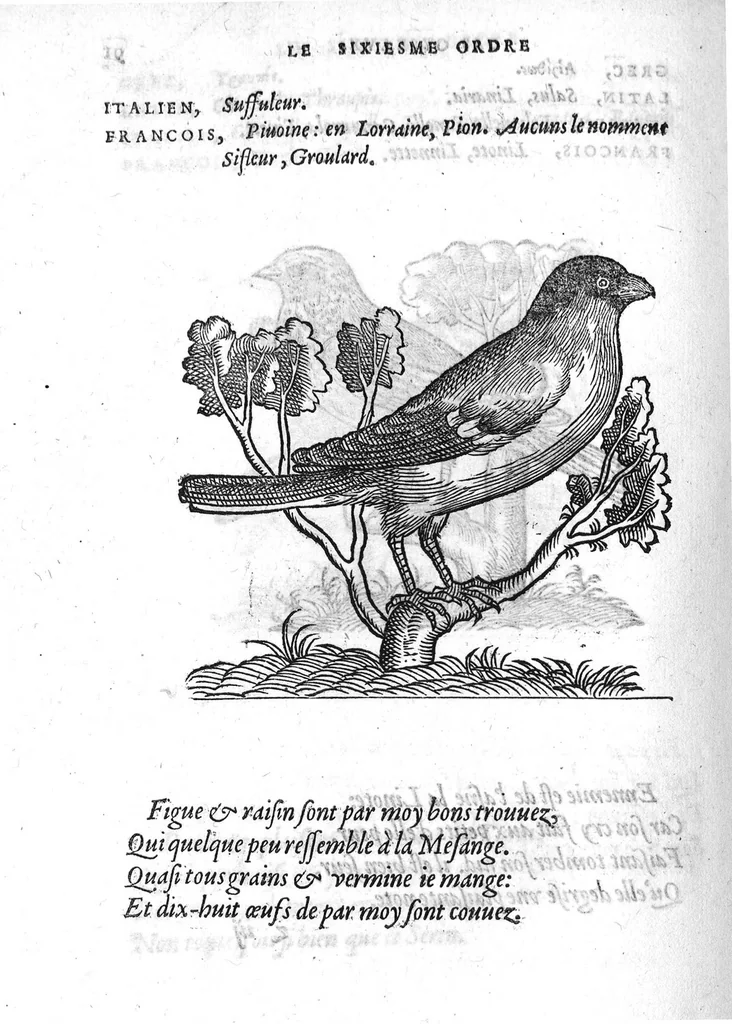 An illustration from Portraicts d'oyseaux, animaux, serpens, herbes, arbres, hommes et femmes d'Arabie & d'Egypte, observez par P. Belon du Mans...est adjoutée une carte du Mont Athos , & du Mont Sinay, 1618, leaf 201