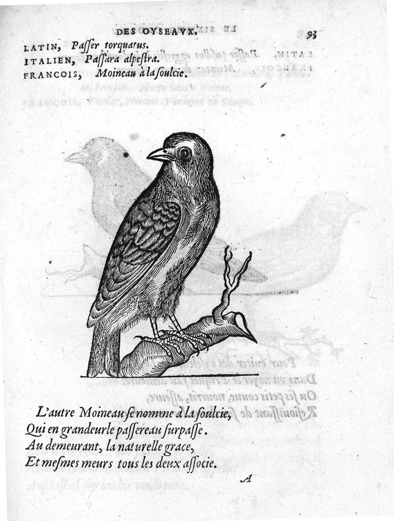 An illustration from Portraicts d'oyseaux, animaux, serpens, herbes, arbres, hommes et femmes d'Arabie & d'Egypte, observez par P. Belon du Mans...est adjoutée une carte du Mont Athos , & du Mont Sinay, 1618, leaf 204