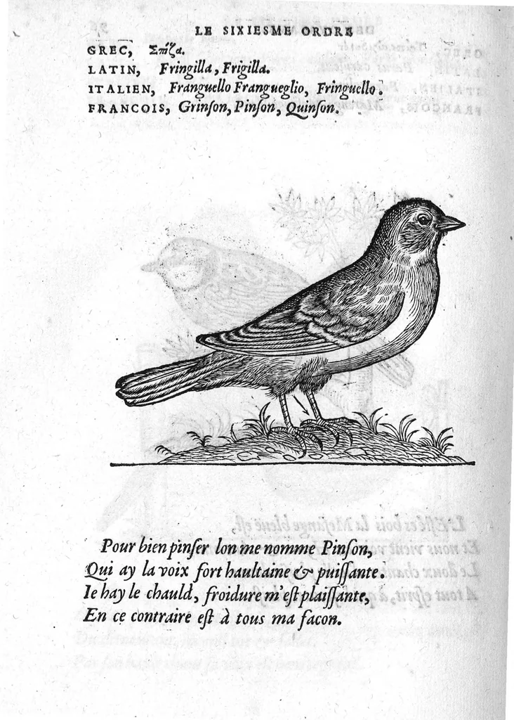 An illustration from Portraicts d'oyseaux, animaux, serpens, herbes, arbres, hommes et femmes d'Arabie & d'Egypte, observez par P. Belon du Mans...est adjoutée une carte du Mont Athos , & du Mont Sinay, 1618, leaf 211