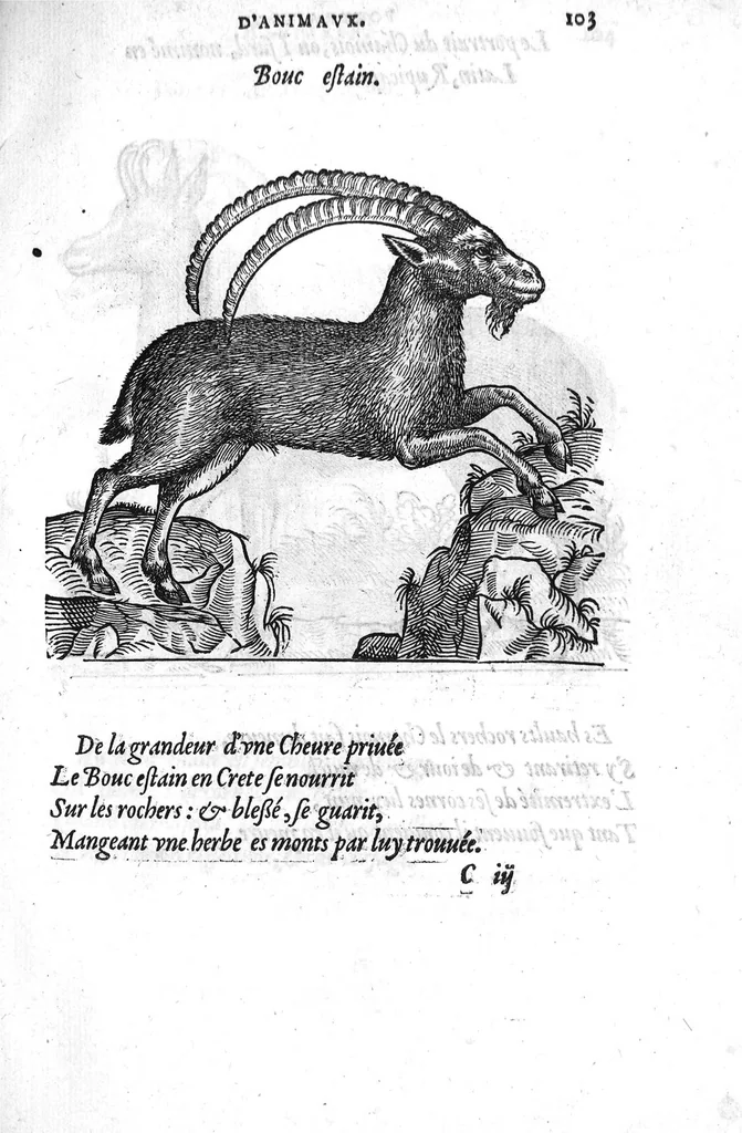 An illustration from Portraicts d'oyseaux, animaux, serpens, herbes, arbres, hommes et femmes d'Arabie & d'Egypte, observez par P. Belon du Mans...est adjoutée une carte du Mont Athos , & du Mont Sinay, 1618, leaf 224