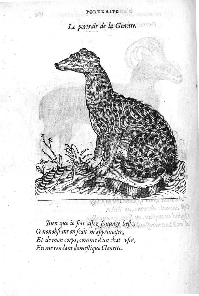 An illustration from Portraicts d'oyseaux, animaux, serpens, herbes, arbres, hommes et femmes d'Arabie & d'Egypte, observez par P. Belon du Mans...est adjoutée une carte du Mont Athos , & du Mont Sinay, 1618, leaf 227
