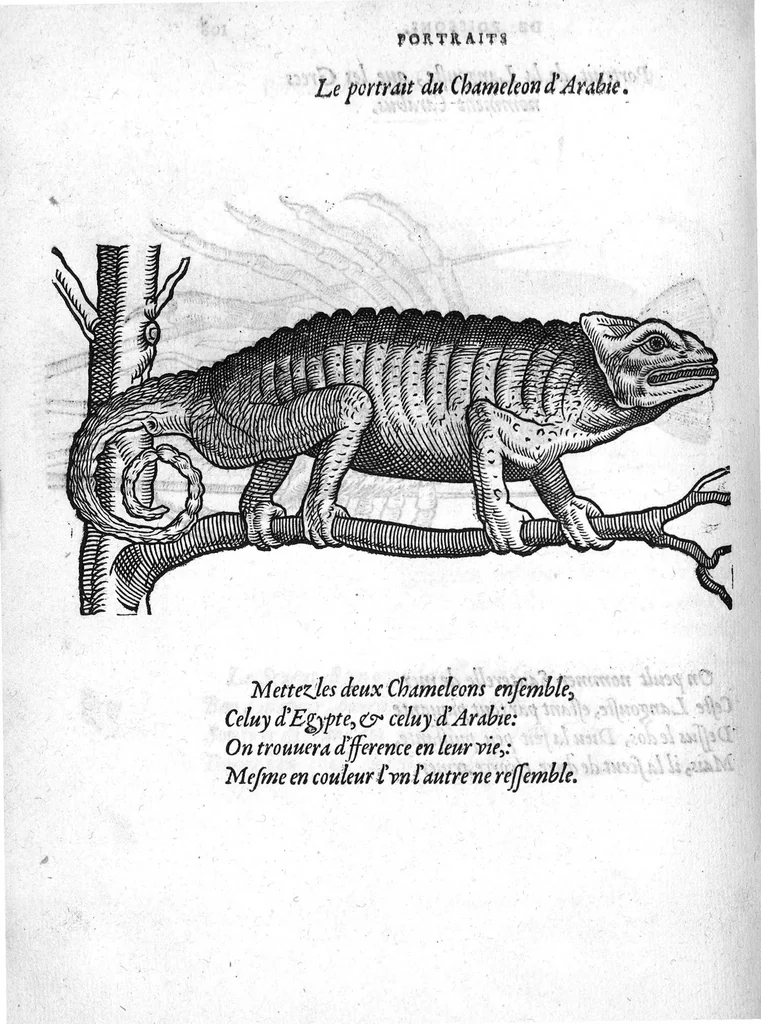 An illustration from Portraicts d'oyseaux, animaux, serpens, herbes, arbres, hommes et femmes d'Arabie & d'Egypte, observez par P. Belon du Mans...est adjoutée une carte du Mont Athos , & du Mont Sinay, 1618, leaf 235