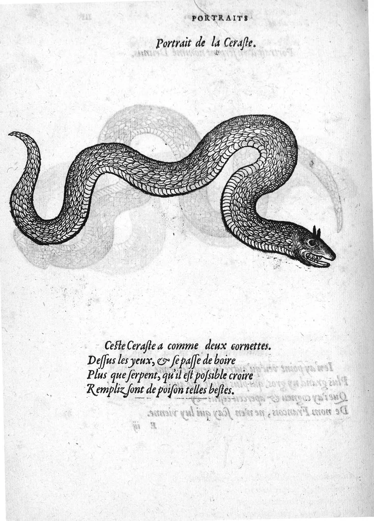 An illustration from Portraicts d'oyseaux, animaux, serpens, herbes, arbres, hommes et femmes d'Arabie & d'Egypte, observez par P. Belon du Mans...est adjoutée une carte du Mont Athos , & du Mont Sinay, 1618, leaf 241
