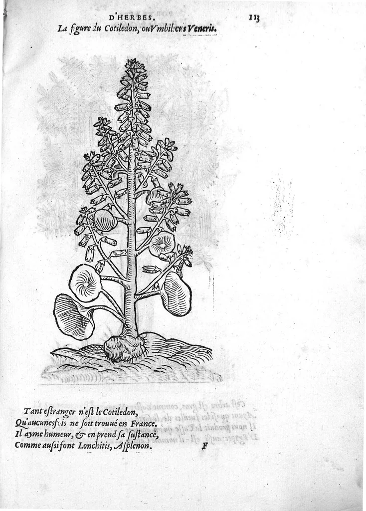 An illustration from Portraicts d'oyseaux, animaux, serpens, herbes, arbres, hommes et femmes d'Arabie & d'Egypte, observez par P. Belon du Mans...est adjoutée une carte du Mont Athos , & du Mont Sinay, 1618, leaf 244