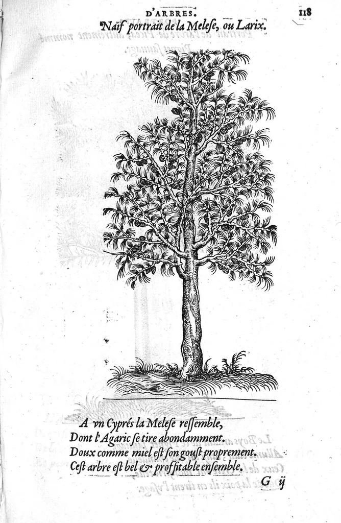 An illustration from Portraicts d'oyseaux, animaux, serpens, herbes, arbres, hommes et femmes d'Arabie & d'Egypte, observez par P. Belon du Mans...est adjoutée une carte du Mont Athos , & du Mont Sinay, 1618, leaf 254