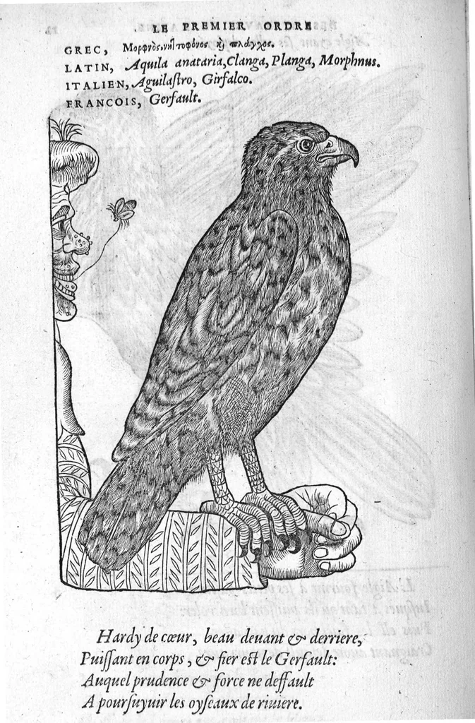 An illustration from Portraicts d'oyseaux, animaux, serpens, herbes, arbres, hommes et femmes d'Arabie & d'Egypte, observez par P. Belon du Mans...est adjoutée une carte du Mont Athos , & du Mont Sinay, 1618, leaf 43