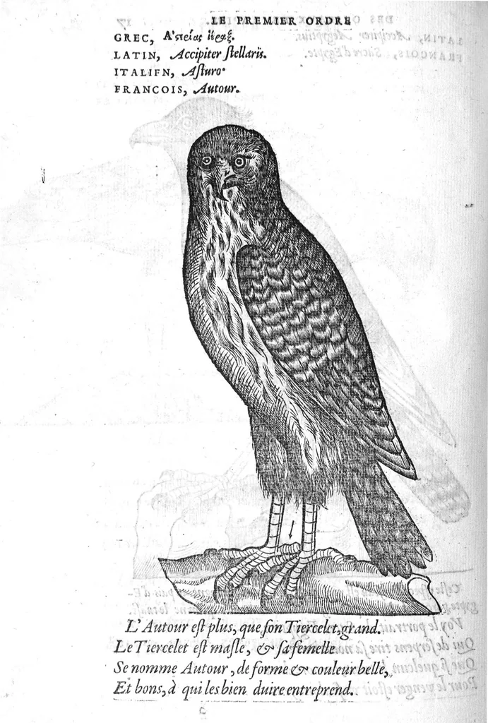 An illustration from Portraicts d'oyseaux, animaux, serpens, herbes, arbres, hommes et femmes d'Arabie & d'Egypte, observez par P. Belon du Mans...est adjoutée une carte du Mont Athos , & du Mont Sinay, 1618, leaf 53