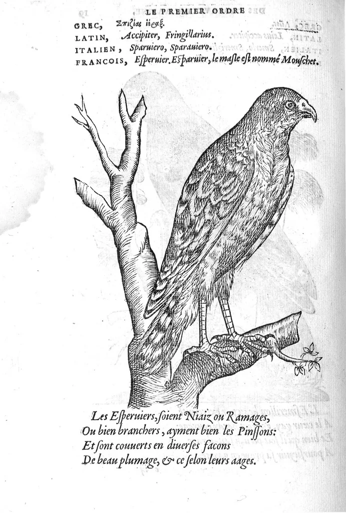 An illustration from Portraicts d'oyseaux, animaux, serpens, herbes, arbres, hommes et femmes d'Arabie & d'Egypte, observez par P. Belon du Mans...est adjoutée une carte du Mont Athos , & du Mont Sinay, 1618, leaf 57
