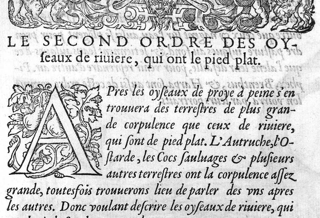 An illustration from Portraicts d'oyseaux, animaux, serpens, herbes, arbres, hommes et femmes d'Arabie & d'Egypte, observez par P. Belon du Mans...est adjoutée une carte du Mont Athos , & du Mont Sinay, 1618, leaf 76