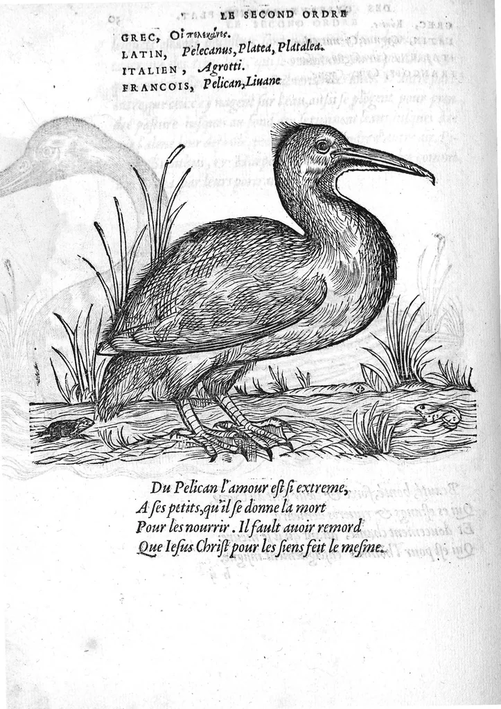 An illustration from Portraicts d'oyseaux, animaux, serpens, herbes, arbres, hommes et femmes d'Arabie & d'Egypte, observez par P. Belon du Mans...est adjoutée une carte du Mont Athos , & du Mont Sinay, 1618, leaf 79