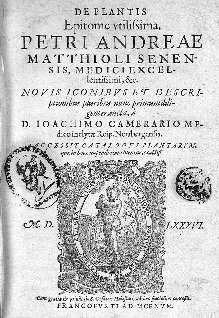 An illustration from De plantis Epitome utilissima, Petri Andreae Matthioli Senensis, medici excellentissimi, etc. Novis iconibus et descriptionibus pluribus nunc primum diligenter aucta, à D. Ioachimo Camerario medico inclytae Reip. Noribergensis., 1586, leaf 0