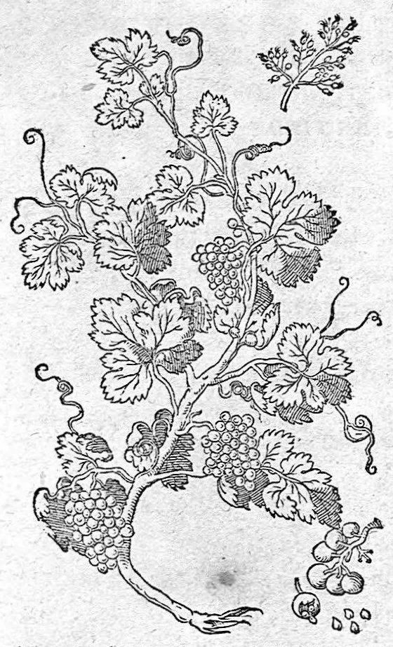 An illustration from De plantis Epitome utilissima, Petri Andreae Matthioli Senensis, medici excellentissimi, etc. Novis iconibus et descriptionibus pluribus nunc primum diligenter aucta, à D. Ioachimo Camerario medico inclytae Reip. Noribergensis., 1586, leaf 1012