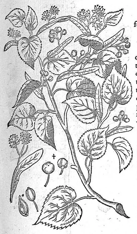 An illustration from De plantis Epitome utilissima, Petri Andreae Matthioli Senensis, medici excellentissimi, etc. Novis iconibus et descriptionibus pluribus nunc primum diligenter aucta, à D. Ioachimo Camerario medico inclytae Reip. Noribergensis., 1586, leaf 102