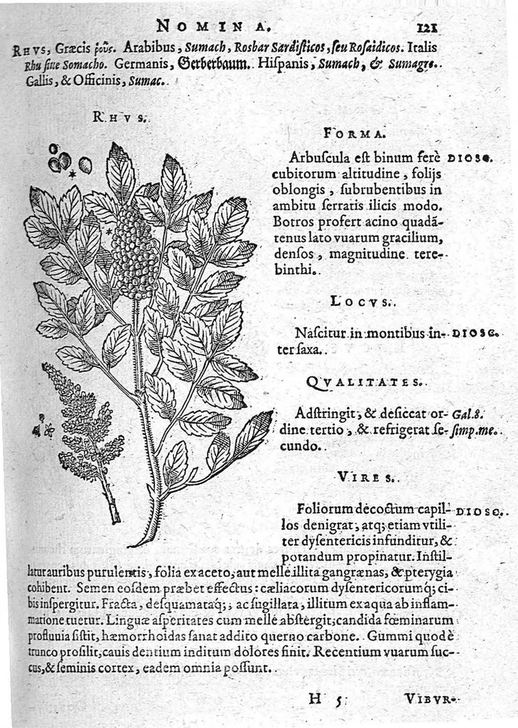 An illustration from De plantis Epitome utilissima, Petri Andreae Matthioli Senensis, medici excellentissimi, etc. Novis iconibus et descriptionibus pluribus nunc primum diligenter aucta, à D. Ioachimo Camerario medico inclytae Reip. Noribergensis., 1586, leaf 130