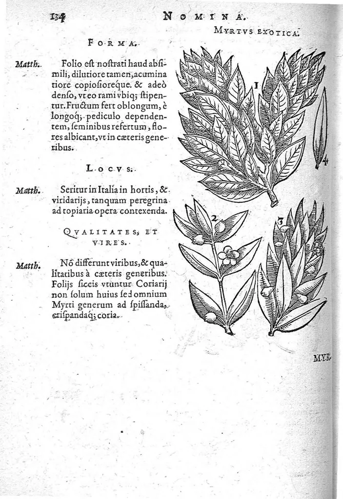 An illustration from De plantis Epitome utilissima, Petri Andreae Matthioli Senensis, medici excellentissimi, etc. Novis iconibus et descriptionibus pluribus nunc primum diligenter aucta, à D. Ioachimo Camerario medico inclytae Reip. Noribergensis., 1586, leaf 143
