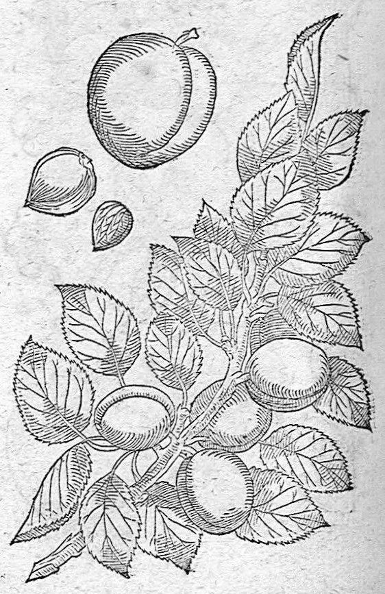 An illustration from De plantis Epitome utilissima, Petri Andreae Matthioli Senensis, medici excellentissimi, etc. Novis iconibus et descriptionibus pluribus nunc primum diligenter aucta, à D. Ioachimo Camerario medico inclytae Reip. Noribergensis., 1586, leaf 155