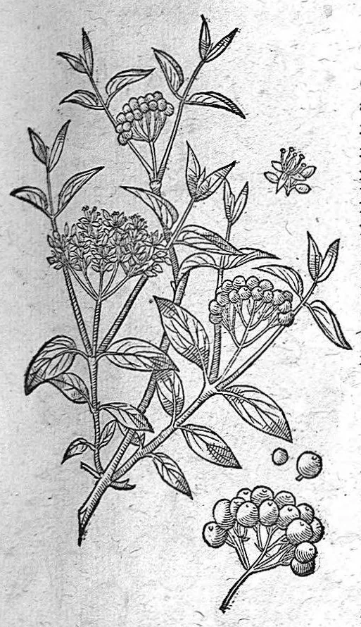An illustration from De plantis Epitome utilissima, Petri Andreae Matthioli Senensis, medici excellentissimi, etc. Novis iconibus et descriptionibus pluribus nunc primum diligenter aucta, à D. Ioachimo Camerario medico inclytae Reip. Noribergensis., 1586, leaf 168