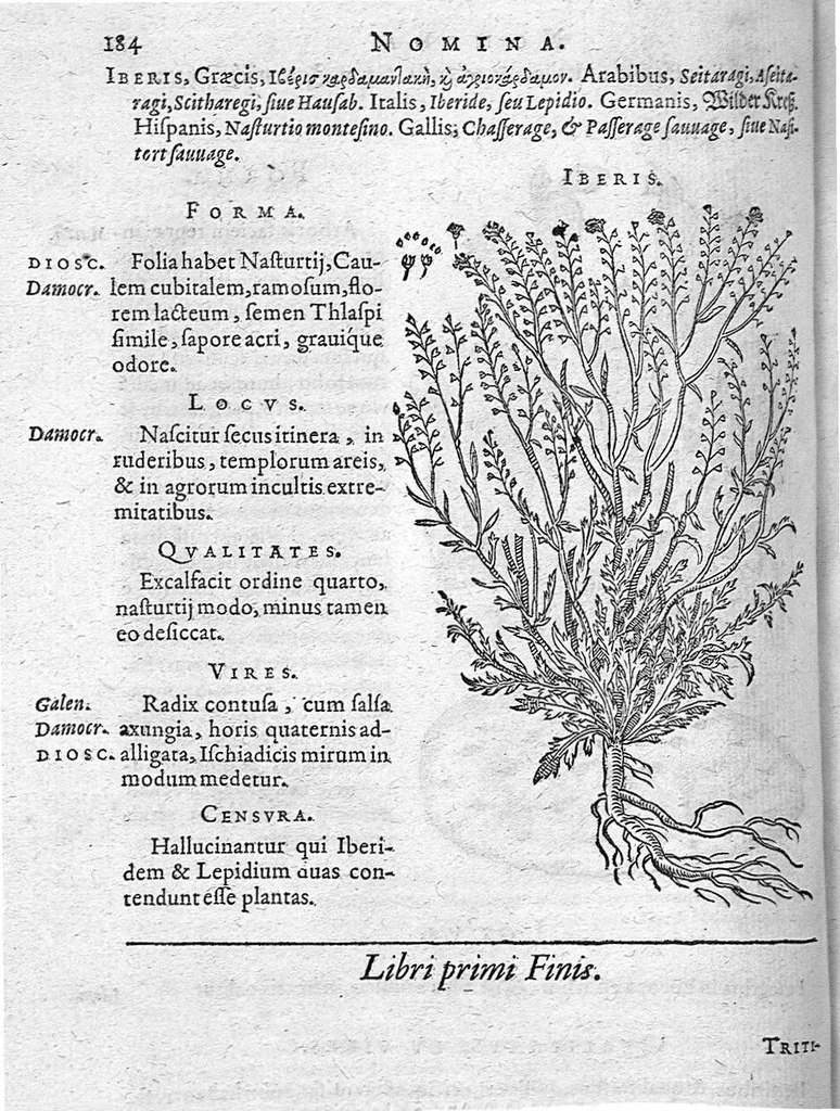 An illustration from De plantis Epitome utilissima, Petri Andreae Matthioli Senensis, medici excellentissimi, etc. Novis iconibus et descriptionibus pluribus nunc primum diligenter aucta, à D. Ioachimo Camerario medico inclytae Reip. Noribergensis., 1586, leaf 193