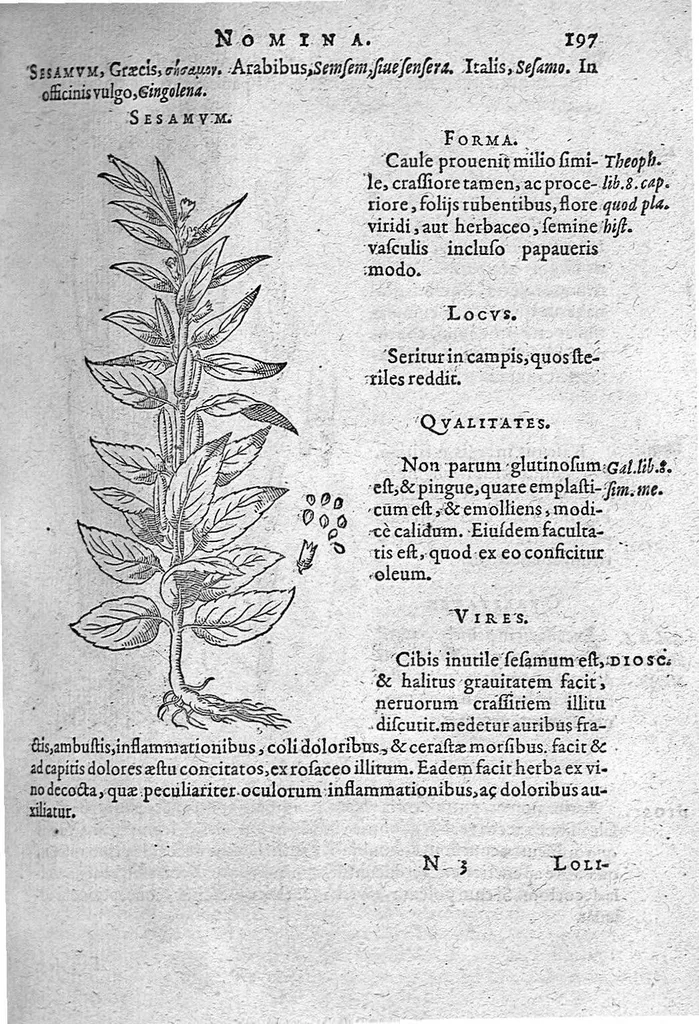 An illustration from De plantis Epitome utilissima, Petri Andreae Matthioli Senensis, medici excellentissimi, etc. Novis iconibus et descriptionibus pluribus nunc primum diligenter aucta, à D. Ioachimo Camerario medico inclytae Reip. Noribergensis., 1586, leaf 206