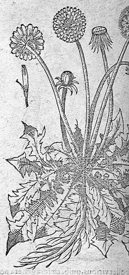 An illustration from De plantis Epitome utilissima, Petri Andreae Matthioli Senensis, medici excellentissimi, etc. Novis iconibus et descriptionibus pluribus nunc primum diligenter aucta, à D. Ioachimo Camerario medico inclytae Reip. Noribergensis., 1586, leaf 295