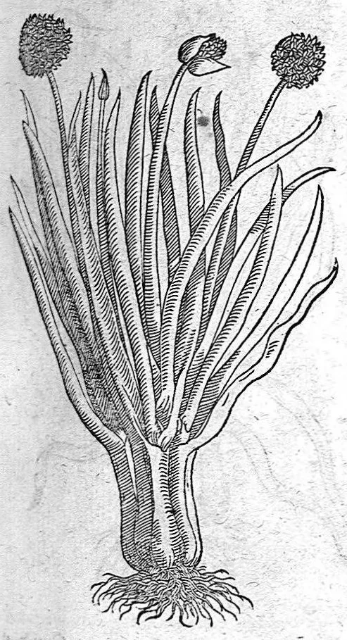 An illustration from De plantis Epitome utilissima, Petri Andreae Matthioli Senensis, medici excellentissimi, etc. Novis iconibus et descriptionibus pluribus nunc primum diligenter aucta, à D. Ioachimo Camerario medico inclytae Reip. Noribergensis., 1586, leaf 334