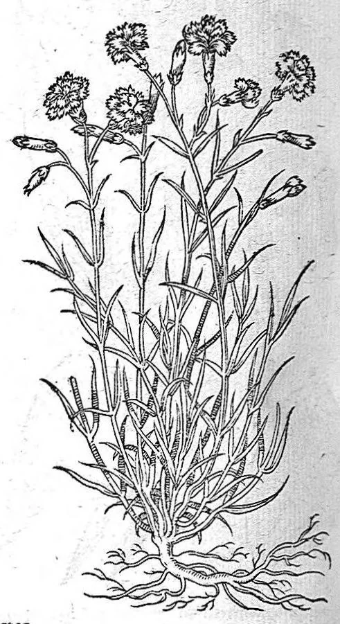 An illustration from De plantis Epitome utilissima, Petri Andreae Matthioli Senensis, medici excellentissimi, etc. Novis iconibus et descriptionibus pluribus nunc primum diligenter aucta, à D. Ioachimo Camerario medico inclytae Reip. Noribergensis., 1586, leaf 359