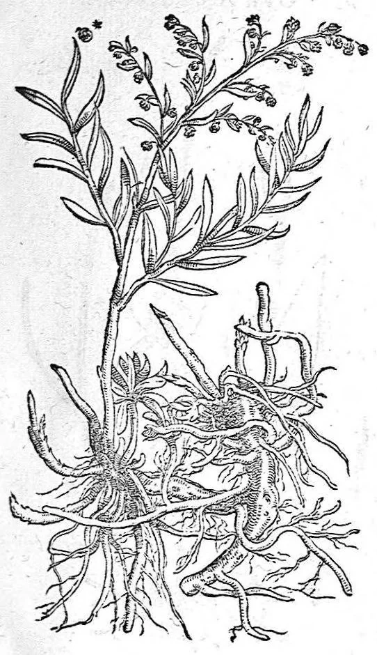 An illustration from De plantis Epitome utilissima, Petri Andreae Matthioli Senensis, medici excellentissimi, etc. Novis iconibus et descriptionibus pluribus nunc primum diligenter aucta, à D. Ioachimo Camerario medico inclytae Reip. Noribergensis., 1586, leaf 372
