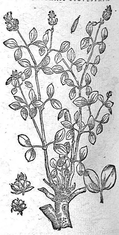 An illustration from De plantis Epitome utilissima, Petri Andreae Matthioli Senensis, medici excellentissimi, etc. Novis iconibus et descriptionibus pluribus nunc primum diligenter aucta, à D. Ioachimo Camerario medico inclytae Reip. Noribergensis., 1586, leaf 385