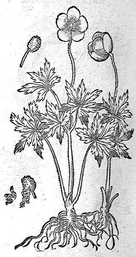 An illustration from De plantis Epitome utilissima, Petri Andreae Matthioli Senensis, medici excellentissimi, etc. Novis iconibus et descriptionibus pluribus nunc primum diligenter aucta, à D. Ioachimo Camerario medico inclytae Reip. Noribergensis., 1586, leaf 397