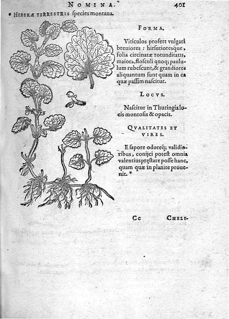 An illustration from De plantis Epitome utilissima, Petri Andreae Matthioli Senensis, medici excellentissimi, etc. Novis iconibus et descriptionibus pluribus nunc primum diligenter aucta, à D. Ioachimo Camerario medico inclytae Reip. Noribergensis., 1586, leaf 410