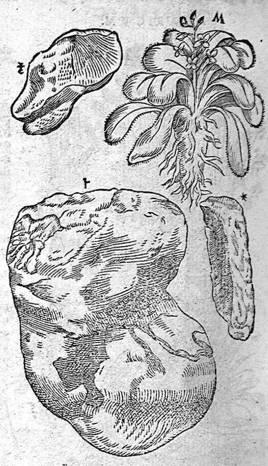 An illustration from De plantis Epitome utilissima, Petri Andreae Matthioli Senensis, medici excellentissimi, etc. Novis iconibus et descriptionibus pluribus nunc primum diligenter aucta, à D. Ioachimo Camerario medico inclytae Reip. Noribergensis., 1586, leaf 423