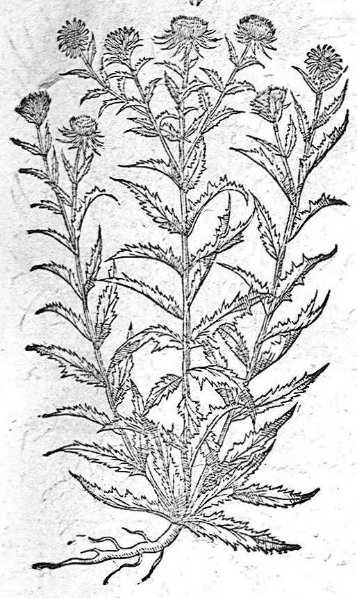 An illustration from De plantis Epitome utilissima, Petri Andreae Matthioli Senensis, medici excellentissimi, etc. Novis iconibus et descriptionibus pluribus nunc primum diligenter aucta, à D. Ioachimo Camerario medico inclytae Reip. Noribergensis., 1586, leaf 448