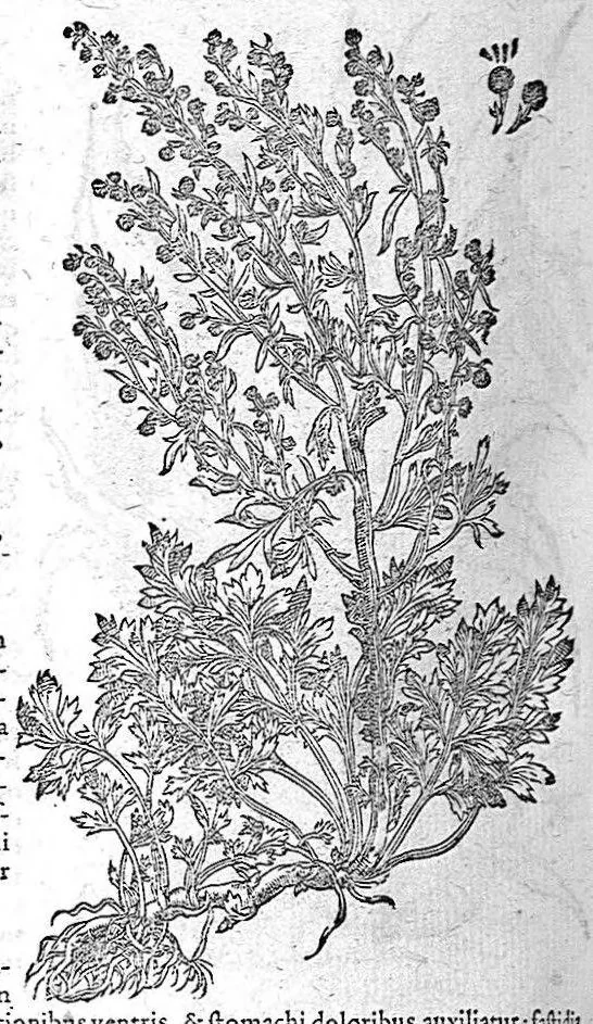 An illustration from De plantis Epitome utilissima, Petri Andreae Matthioli Senensis, medici excellentissimi, etc. Novis iconibus et descriptionibus pluribus nunc primum diligenter aucta, à D. Ioachimo Camerario medico inclytae Reip. Noribergensis., 1586, leaf 461