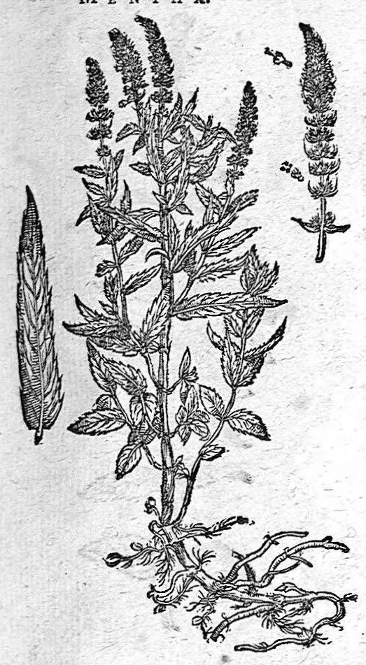An illustration from De plantis Epitome utilissima, Petri Andreae Matthioli Senensis, medici excellentissimi, etc. Novis iconibus et descriptionibus pluribus nunc primum diligenter aucta, à D. Ioachimo Camerario medico inclytae Reip. Noribergensis., 1586, leaf 486