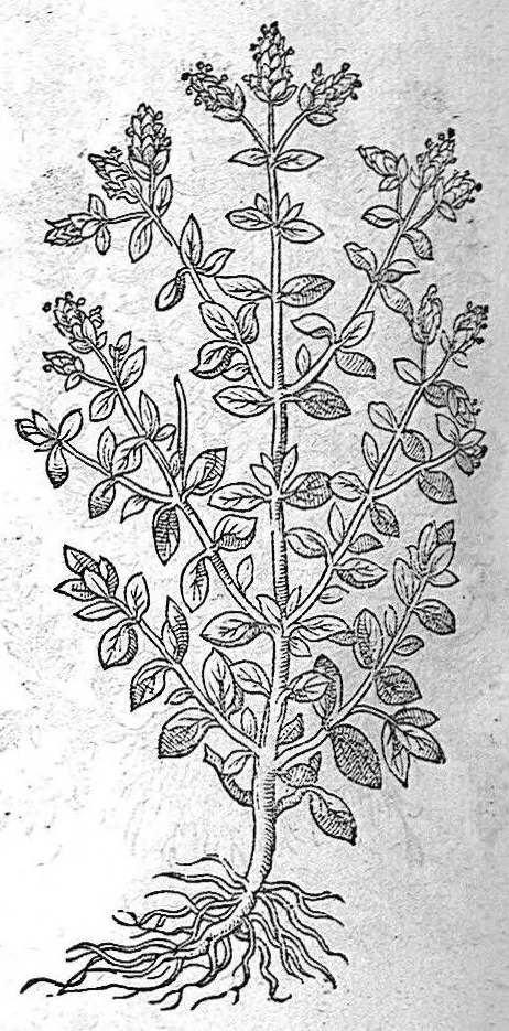 An illustration from De plantis Epitome utilissima, Petri Andreae Matthioli Senensis, medici excellentissimi, etc. Novis iconibus et descriptionibus pluribus nunc primum diligenter aucta, à D. Ioachimo Camerario medico inclytae Reip. Noribergensis., 1586, leaf 499