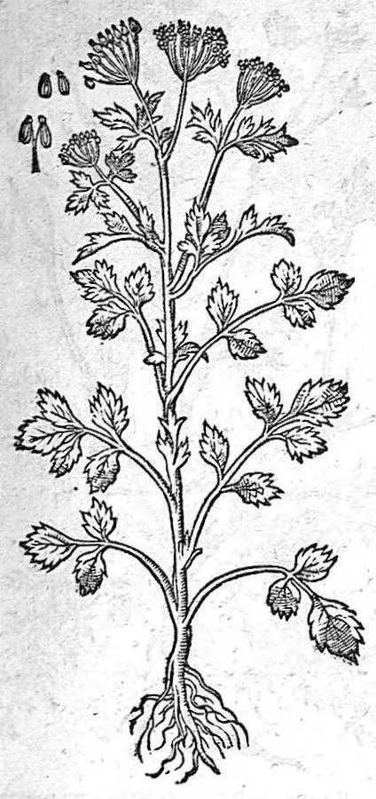 An illustration from De plantis Epitome utilissima, Petri Andreae Matthioli Senensis, medici excellentissimi, etc. Novis iconibus et descriptionibus pluribus nunc primum diligenter aucta, à D. Ioachimo Camerario medico inclytae Reip. Noribergensis., 1586, leaf 524