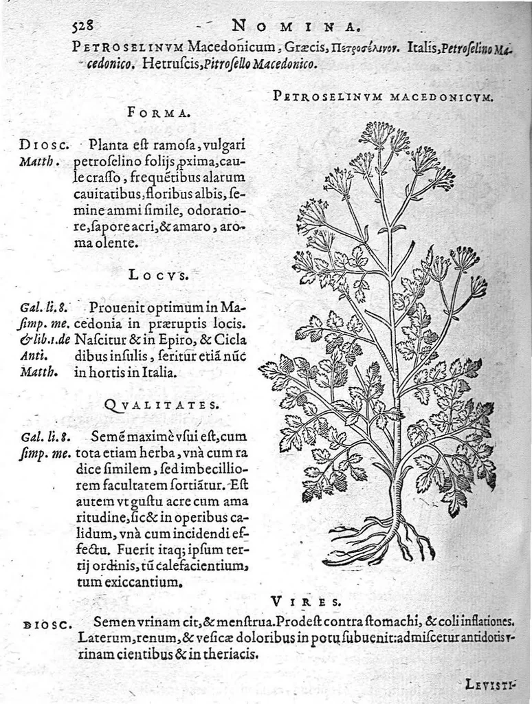An illustration from De plantis Epitome utilissima, Petri Andreae Matthioli Senensis, medici excellentissimi, etc. Novis iconibus et descriptionibus pluribus nunc primum diligenter aucta, à D. Ioachimo Camerario medico inclytae Reip. Noribergensis., 1586, leaf 537
