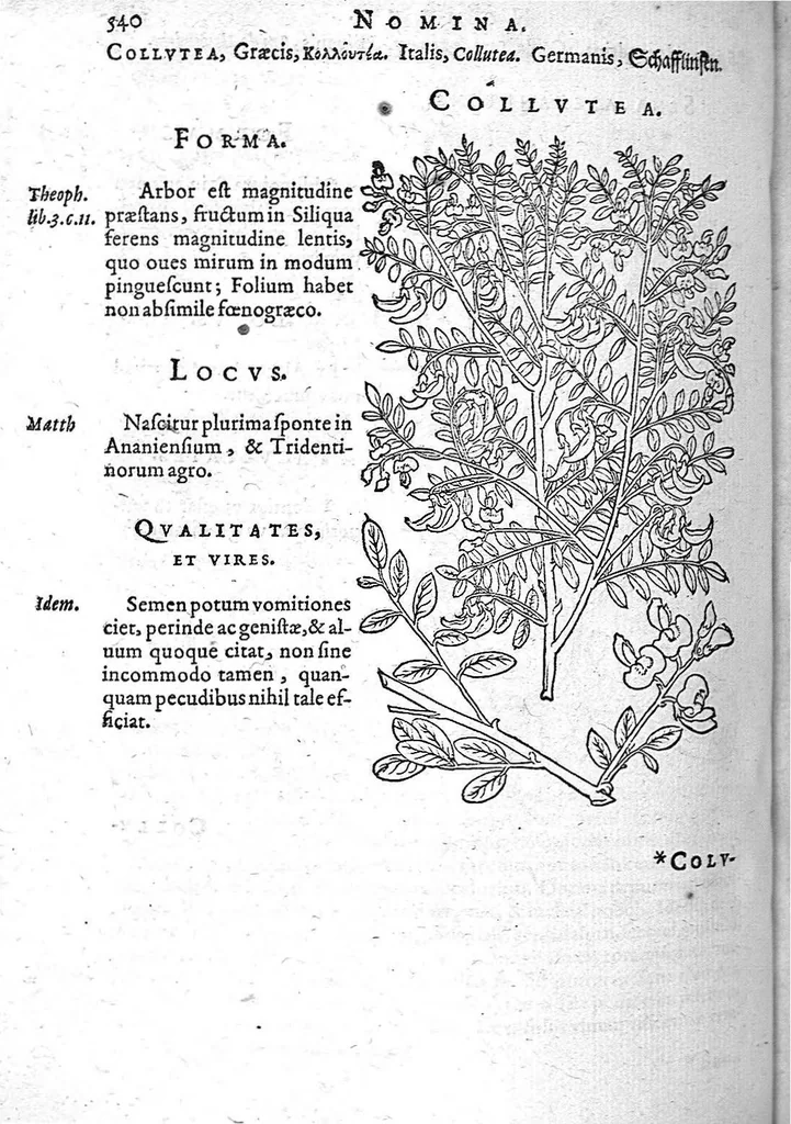 An illustration from De plantis Epitome utilissima, Petri Andreae Matthioli Senensis, medici excellentissimi, etc. Novis iconibus et descriptionibus pluribus nunc primum diligenter aucta, à D. Ioachimo Camerario medico inclytae Reip. Noribergensis., 1586, leaf 549