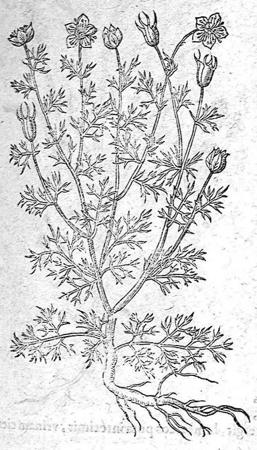 An illustration from De plantis Epitome utilissima, Petri Andreae Matthioli Senensis, medici excellentissimi, etc. Novis iconibus et descriptionibus pluribus nunc primum diligenter aucta, à D. Ioachimo Camerario medico inclytae Reip. Noribergensis., 1586, leaf 562