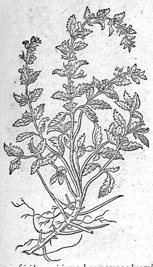 An illustration from De plantis Epitome utilissima, Petri Andreae Matthioli Senensis, medici excellentissimi, etc. Novis iconibus et descriptionibus pluribus nunc primum diligenter aucta, à D. Ioachimo Camerario medico inclytae Reip. Noribergensis., 1586, leaf 576