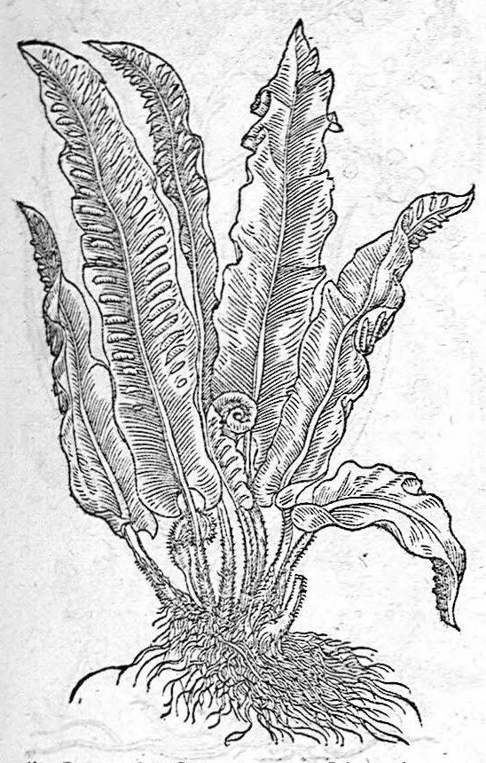 An illustration from De plantis Epitome utilissima, Petri Andreae Matthioli Senensis, medici excellentissimi, etc. Novis iconibus et descriptionibus pluribus nunc primum diligenter aucta, à D. Ioachimo Camerario medico inclytae Reip. Noribergensis., 1586, leaf 588