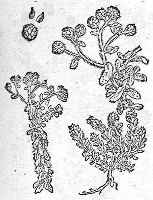 An illustration from De plantis Epitome utilissima, Petri Andreae Matthioli Senensis, medici excellentissimi, etc. Novis iconibus et descriptionibus pluribus nunc primum diligenter aucta, à D. Ioachimo Camerario medico inclytae Reip. Noribergensis., 1586, leaf 614